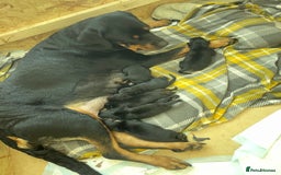 Rottweiler dogs for sale: Beautiful Rottweiler puppies  - Image 17