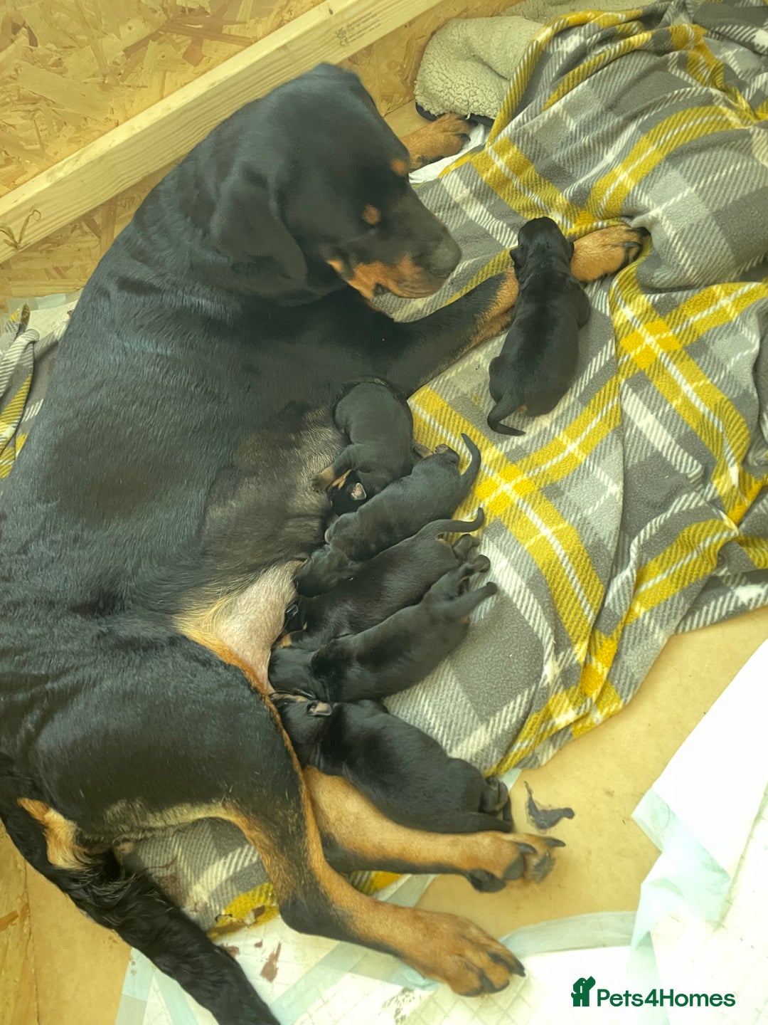 Rottweiler dogs for sale: Beautiful Rottweiler puppies  - Image 17