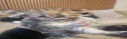 Persian cats for sale: Beautiful Persian Kittens Ready for Loving Homes in London - Advert 4