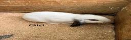 Mini Lop rabbits for sale: Mini lop babies - Advert 9