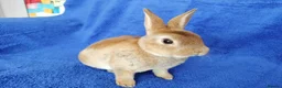 Rex rabbits for sale: Baby mini rex for sale  - Advert 4