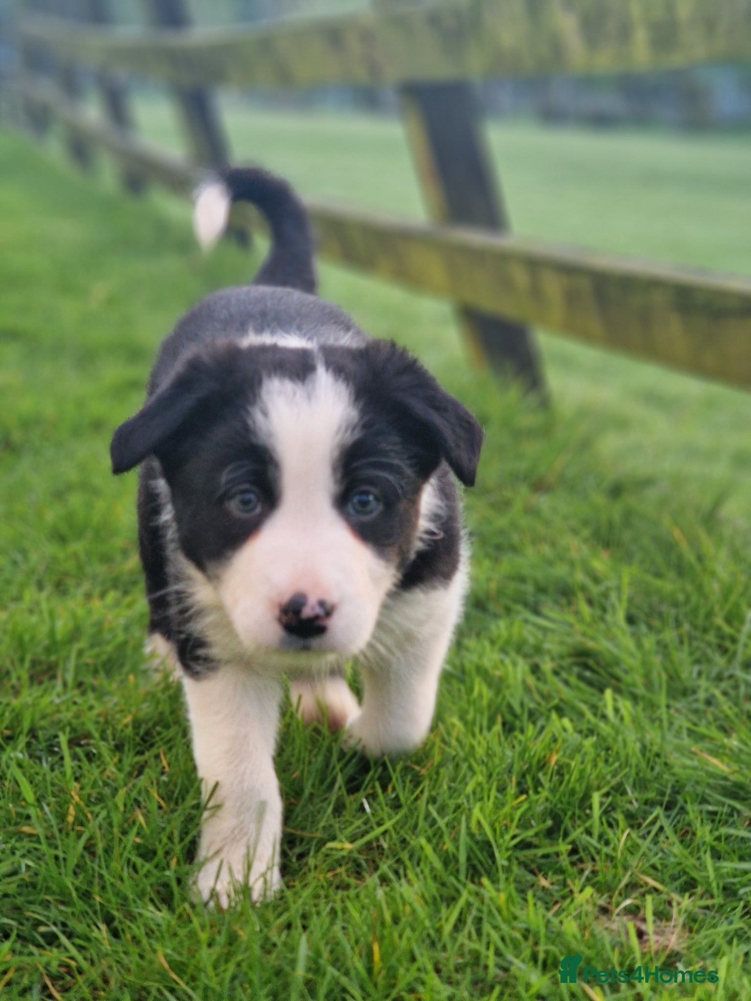 Border Collie dogs Stunning Border Collie Puppies - Advert 1