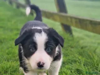Border Collie dogs Stunning Border Collie Puppies - Advert 1