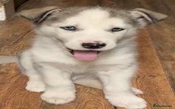Utonagan dogs for sale: Husky x malamute  - Image 6