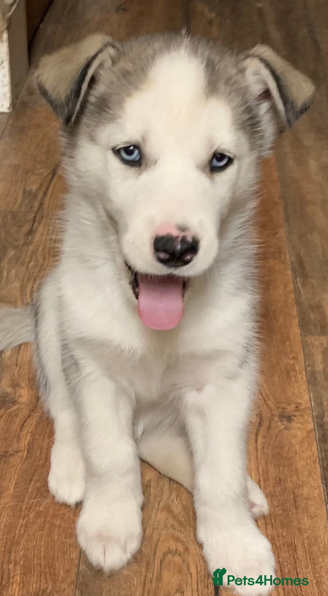 Utonagan dogs for sale: Husky x malamute  - Image 6
