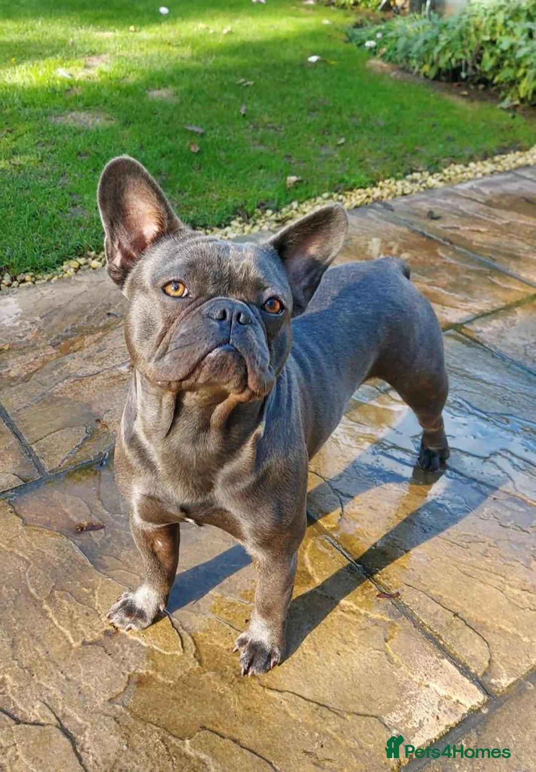 French Bulldog dogs for stud: Winston - Proven Sire, DNA tested in Oxford - Advert 2