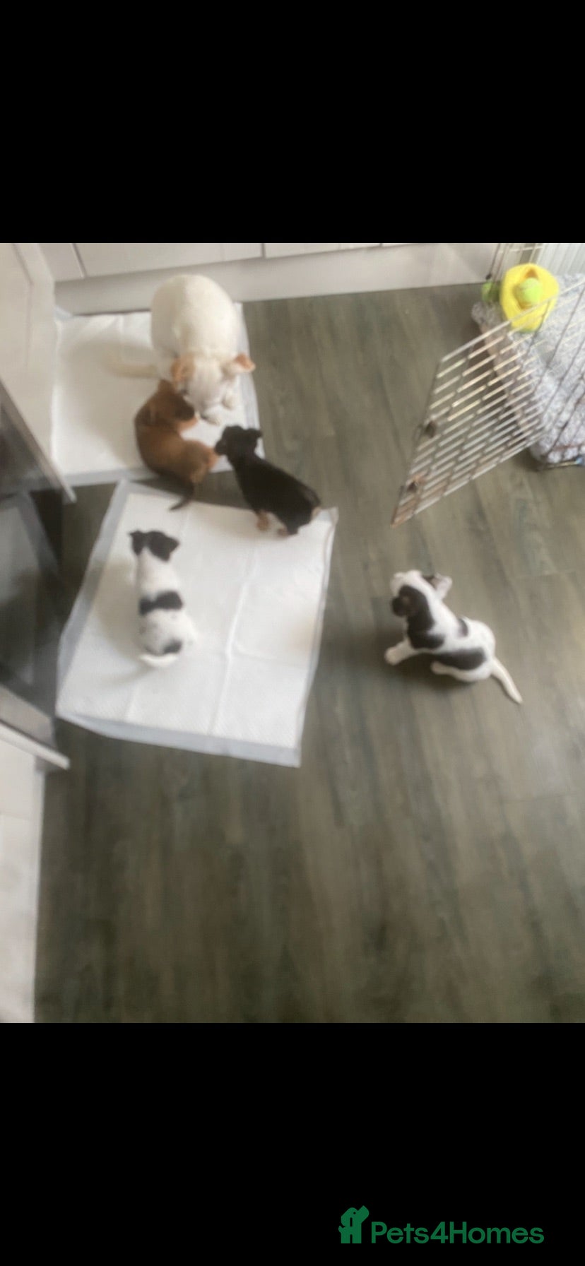 Jack Russell dogs Jack Russel puppy  - Advert 4