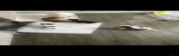 Jack Russell dogs for sale: Jack Russel puppy  - Advert 9