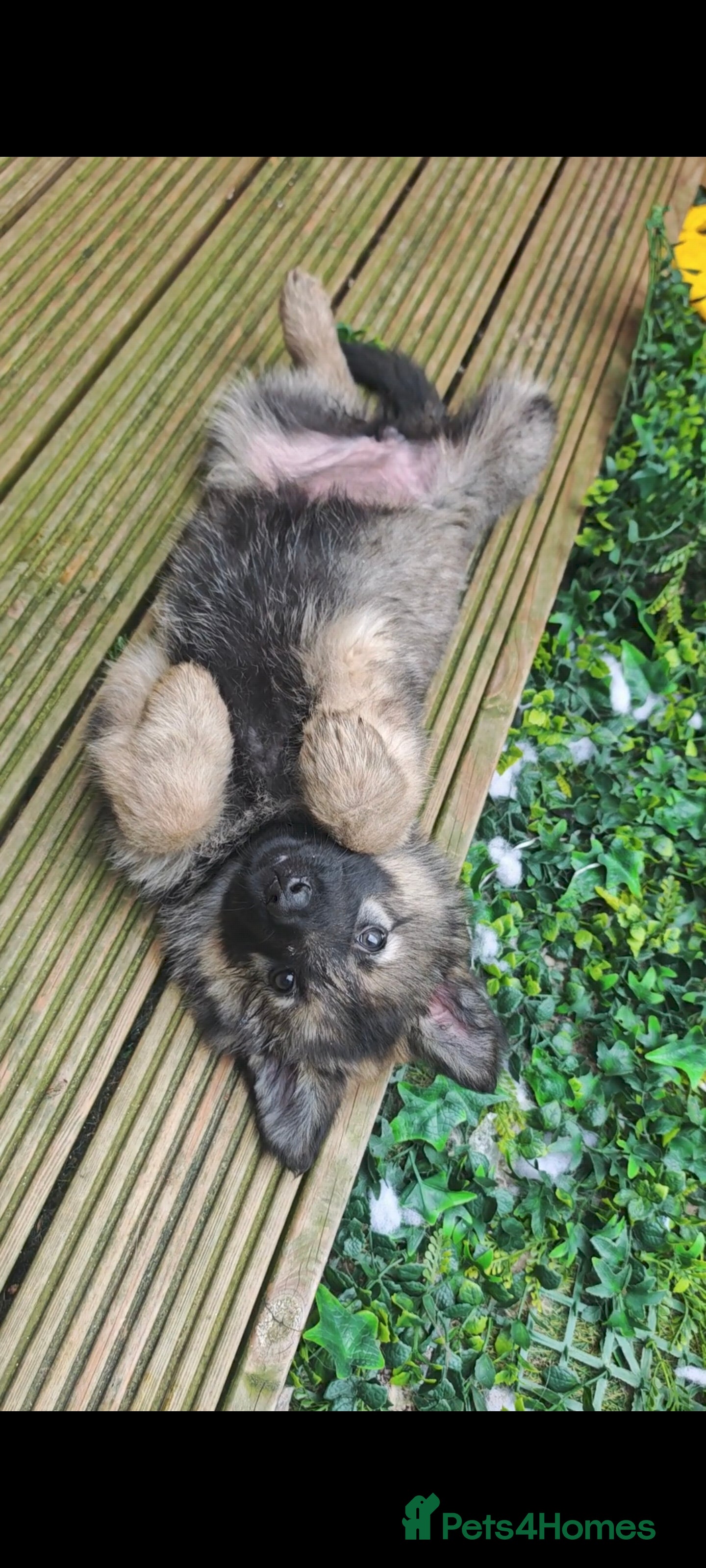 German Shepherd dogs for sale: 3 Purebred Pups XL Long-Hair GSD Girl Puppies - Advert 20