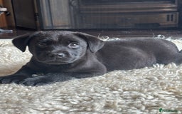 Labrador Retriever dogs for sale: 1 boy left - Advert 1