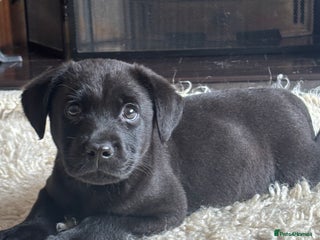 Labrador Retriever dogs 1 boy left - Advert 1