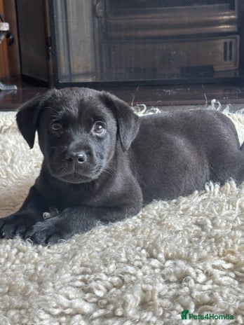 Labrador Retriever dogs 1 boy left - Advert 3