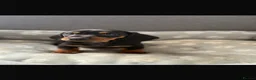 Dachshund dogs for sale: Miniature Dachshund puppies  - Advert 16