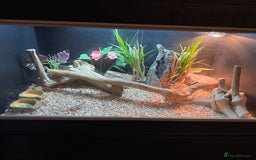 Bearded Dragon reptiles for sale: Baby bearded dragon with full set up  - Image 2