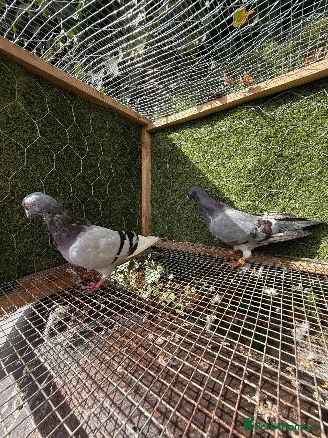 Pigeons birds for sale: 20 Mix  pigeon for sale - Advert 16