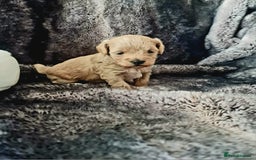 Maltipoo dogs for sale: Multipoo boy - Image 1