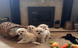 Bichon Frise dogs for sale: KC Bichon frise puppies - Image 9