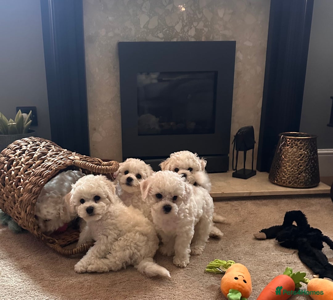 Bichon Frise dogs for sale: KC Bichon frise puppies - Image 9