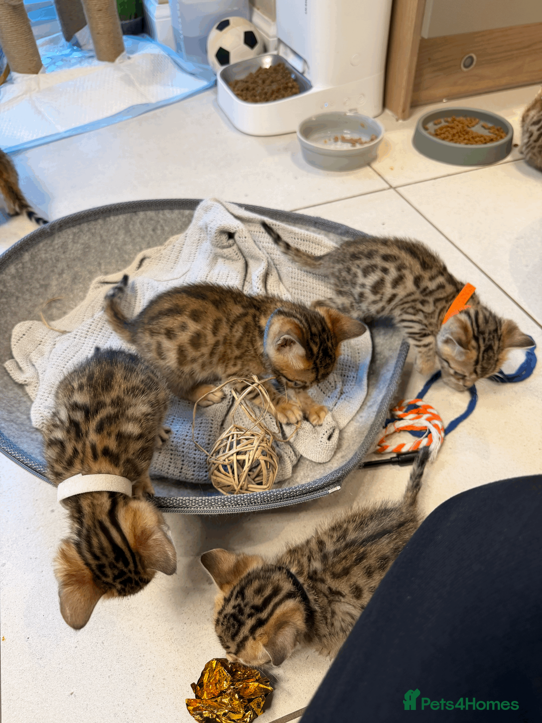 Bengal cats for sale: 🐾 Purebred Bengal Kittens for Sale 🐾 - Advert 22