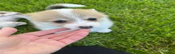 Welsh Corgi Pembroke dogs for sale: KC Reg Pembs Corgi - Advert 5