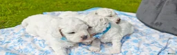 Bichon Frise dogs for sale: Sweet Bichon Frise puppies- Champion Bloodline - Advert 3