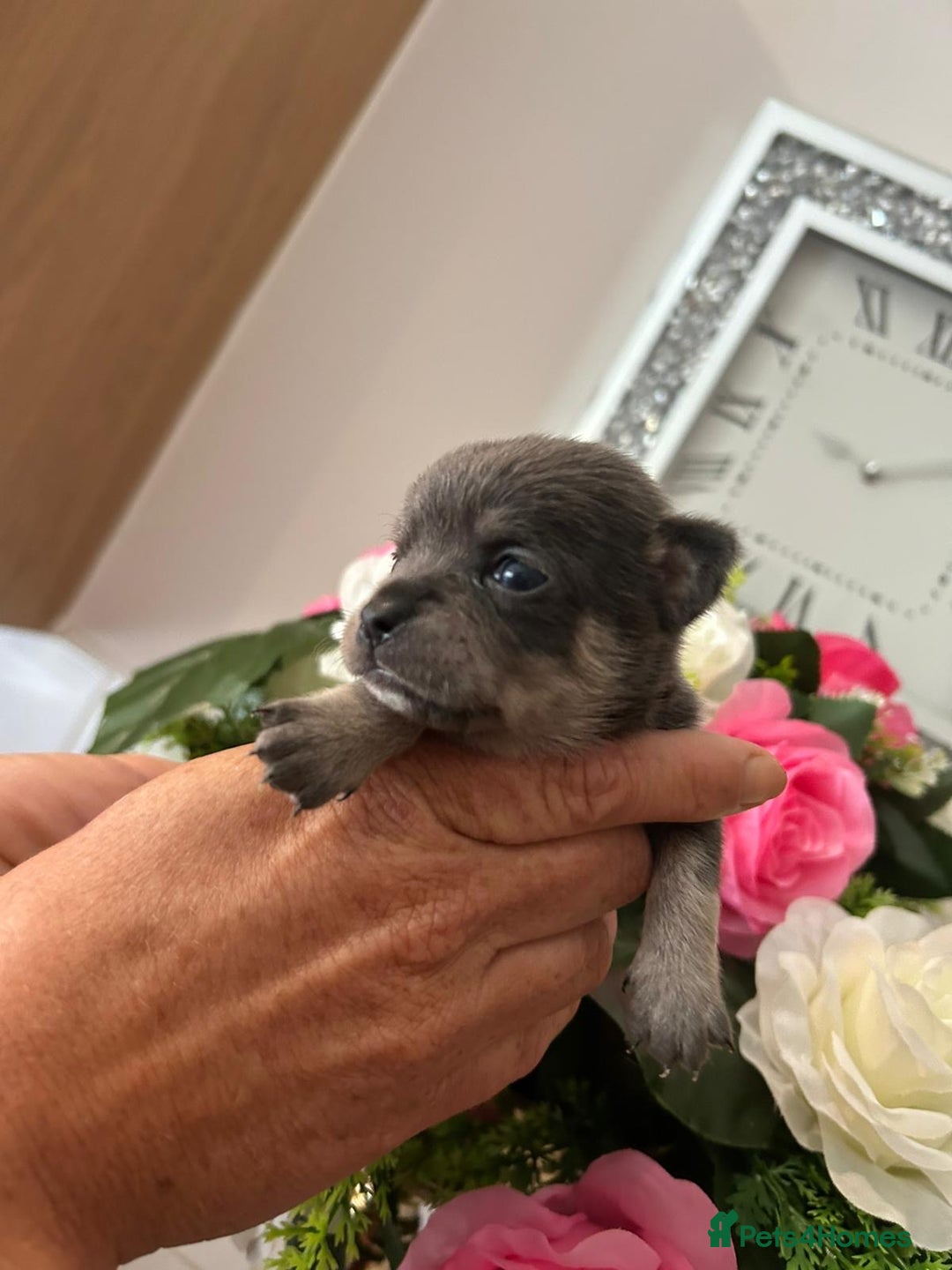 Chihuahua dogs for sale: Loving home needed🐶🐾🩷 - Image 8