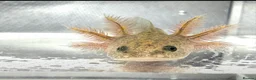 Axolotl reptiles for sale: Axolotl juveniles variety of morphs 3months old  - Advert 10