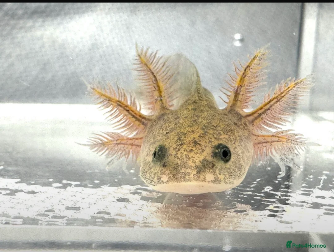 Axolotl reptiles for sale: Axolotl juveniles variety of morphs 3months old  - Advert 10