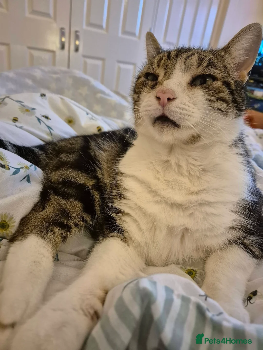 Mixed Breed cats for sale: Cats needing new home due to owner's ill health - Advert 4