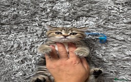 British Shorthair cats for sale: 5 Adorable British Shorthair Kittens - Image 21