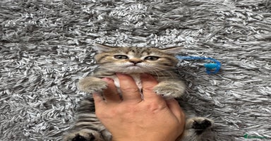 British Shorthair cats - Advert 9