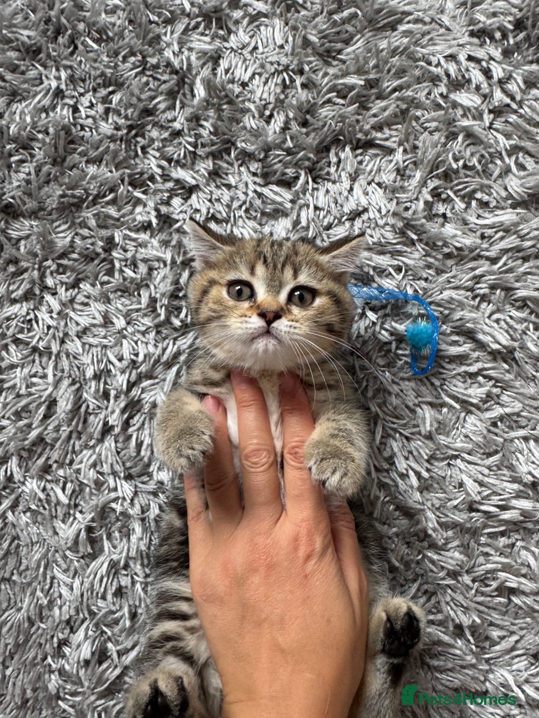 British Shorthair cats for sale: 5 Adorable British Shorthair Kittens - Image 21