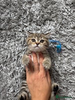 British Shorthair cats - Advert 10