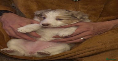 Border Collie dogs Only one girl left. - Advert 1