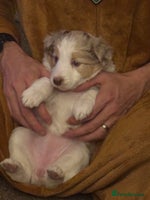 Border Collie dogs Only one girl left. - Advert 1