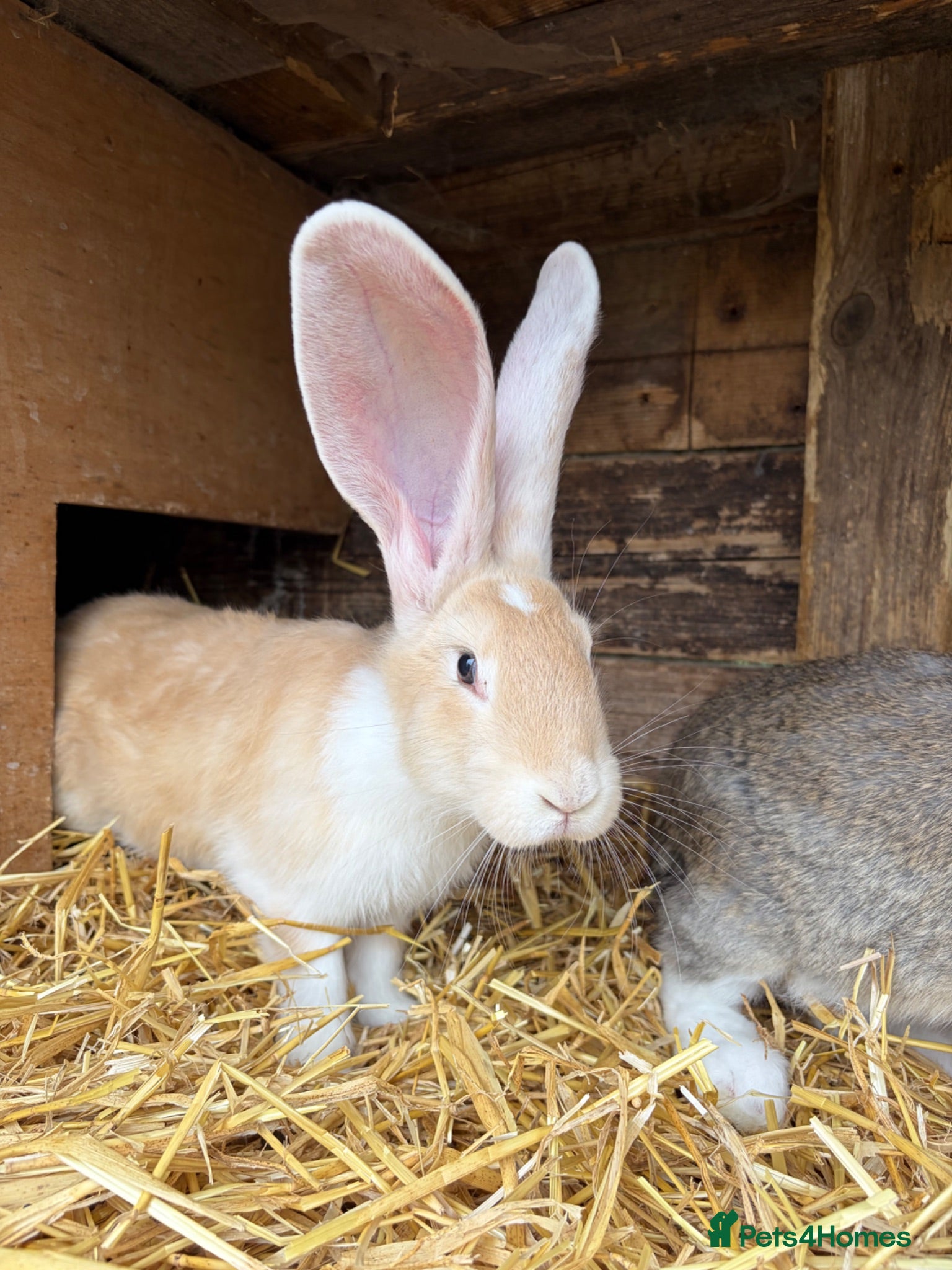 Continental Giant rabbits Continental Giant Rabbit babies available  - Advert 2
