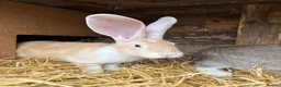 Continental Giant rabbits for sale: Continental Giant Rabbit babies available  - Advert 1