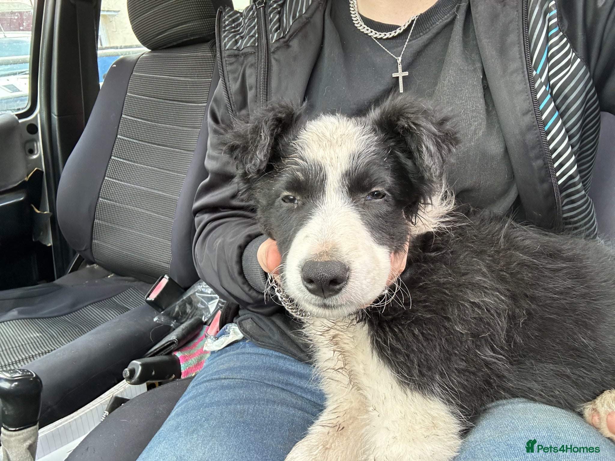 Border Collie dogs stunning old fashion collie boy - Advert 1