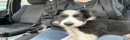 Border Collie dogs for sale: stunning old fashion collie boy - Advert 1