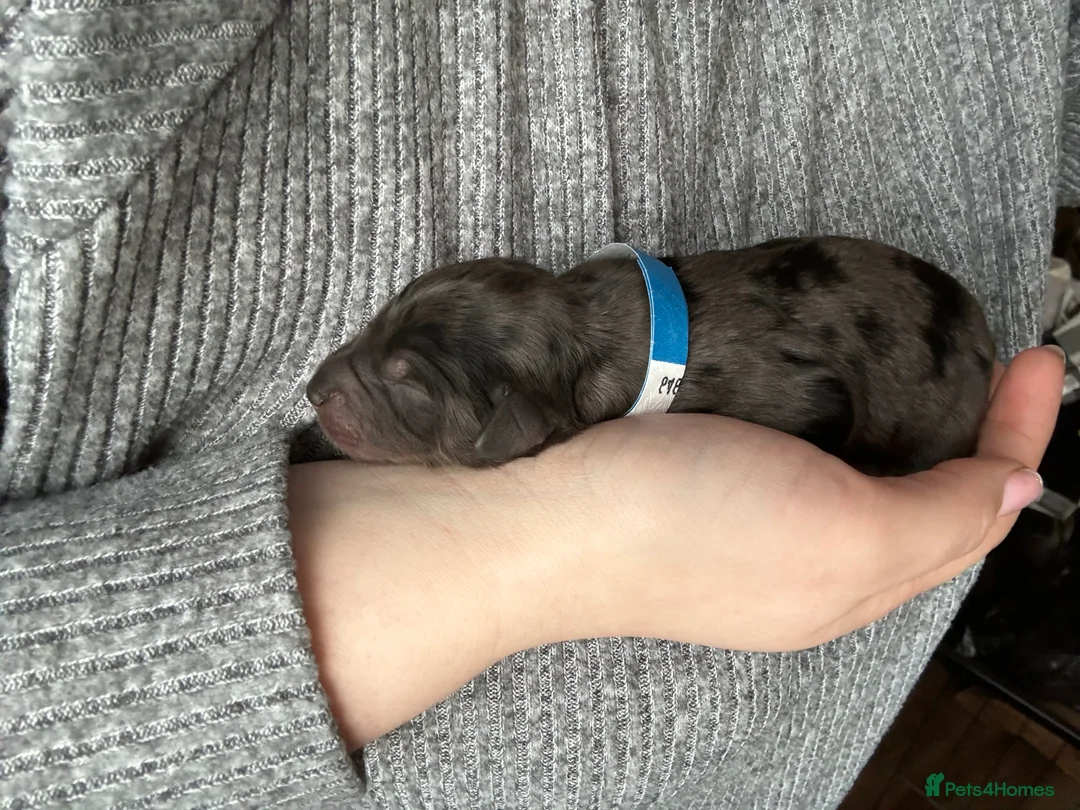 Mixed Breed dogs for sale: 💕Cutest Australian Labradoodle Puppies💕 - Advert 25