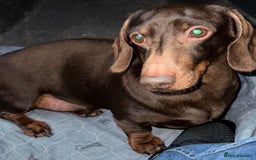 Miniature Dachshund dogs for sale: 🩷💙Stunning KC Mini Dachshund Puppies💙 - Image 19