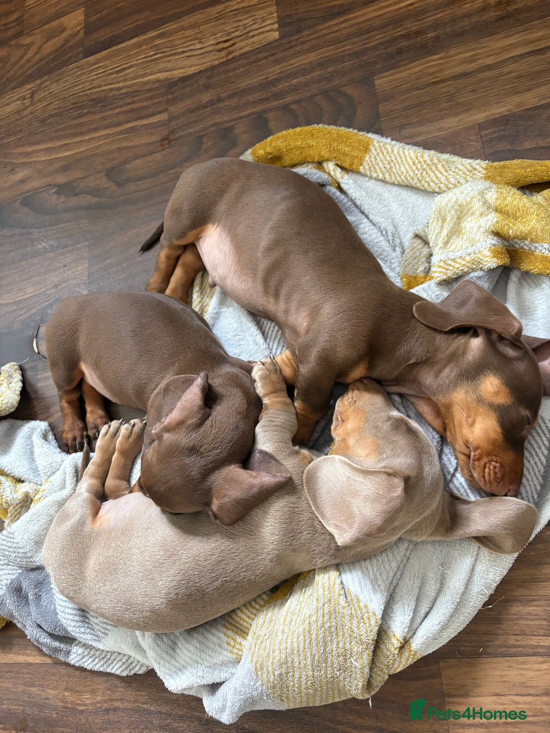 Miniature Dachshund dogs for sale: ONE LEFT Miniature Dachshund Chocolate girl  - Image 6