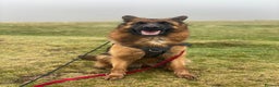 German Shepherd dogs for sale: Kc registered long haired GSD Puppy - Advert 3