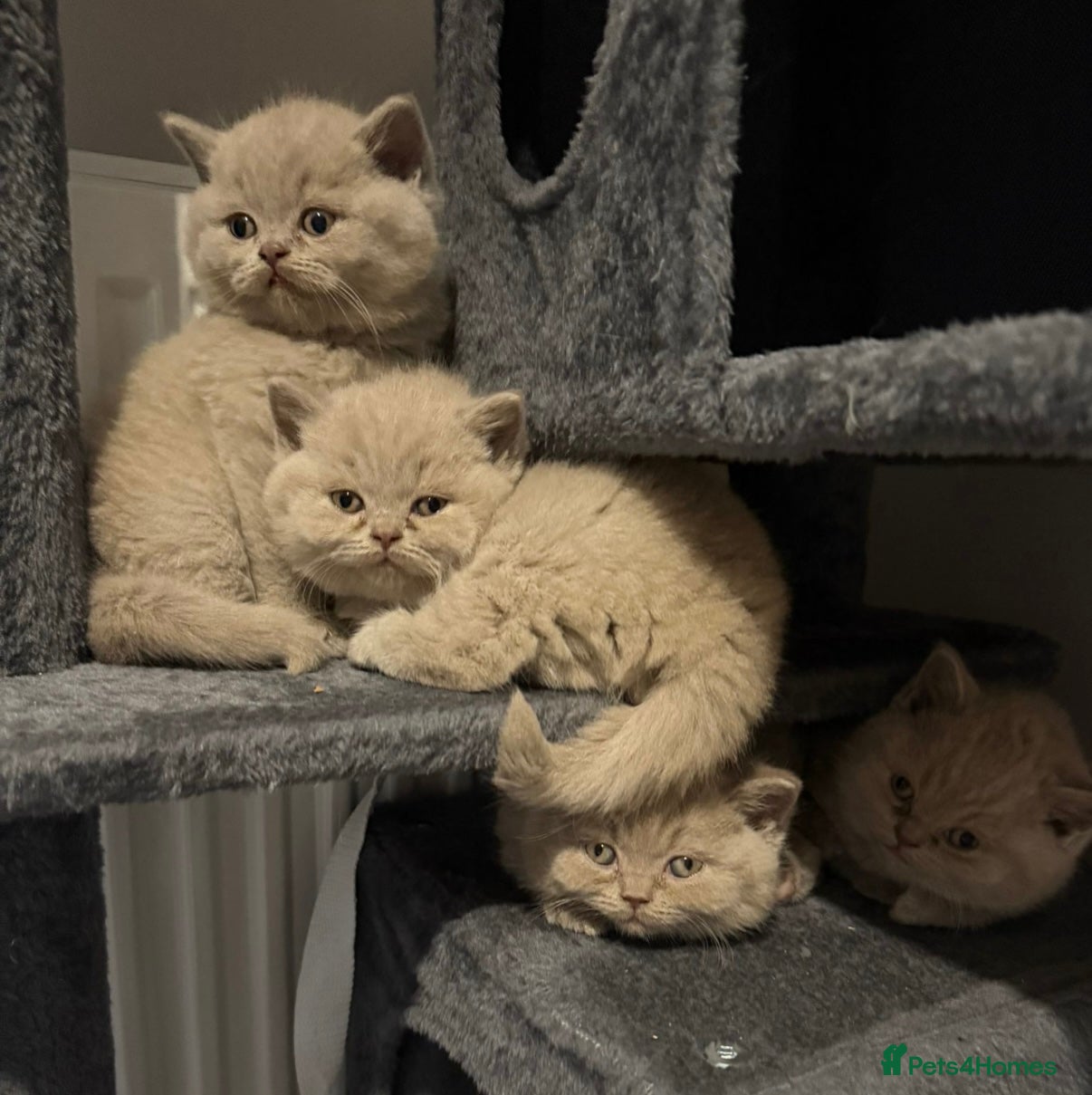 British Shorthair cats Champion line lilac British shorthair kittens - Advert 6