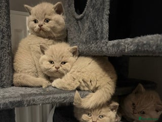 British Shorthair cats Champion line lilac British shorthair kittens - Advert 1