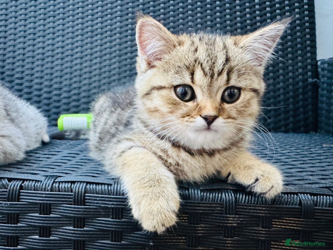 Scottish Fold cats for sale: Scottish Fold X Scottish Straight  in Wolverhampton - Image 11