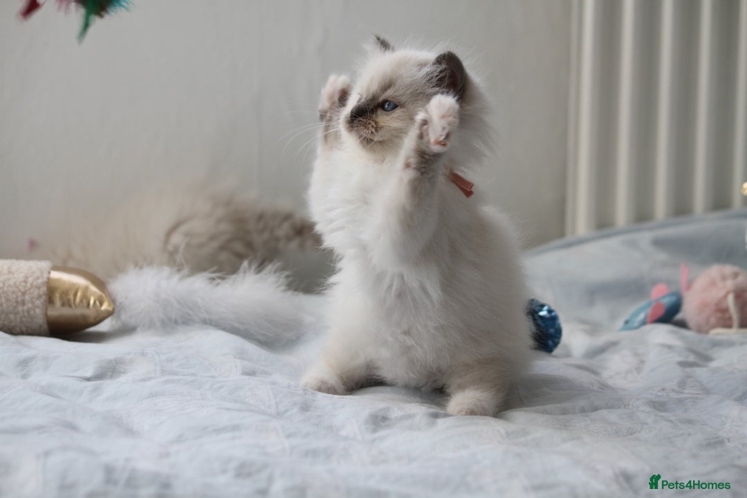Ragdoll cats for sale: Active TICA princesses 👑❤️🩷💜 - Image 15