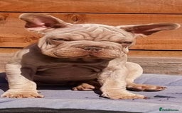 French Bulldog dogs for sale: Velvet fluffy isabella merle pink in Liverpool - Image 3