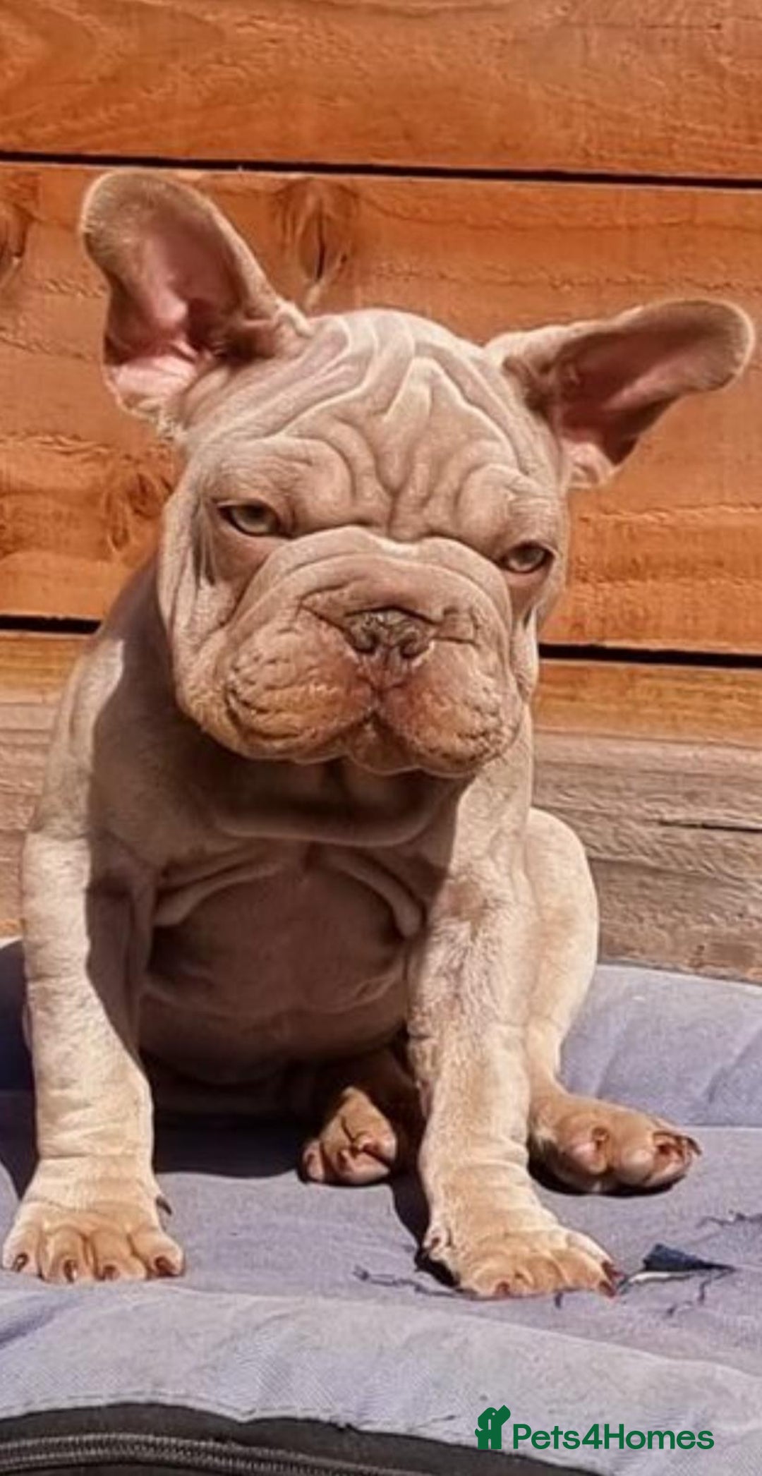 French Bulldog dogs for sale: Velvet fluffy isabella merle pink in Liverpool - Image 3