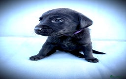 Labrador Retriever dogs for sale: ✨Gorgeous Labrador Puppies Ready for New Homes! ✨ - Image 13